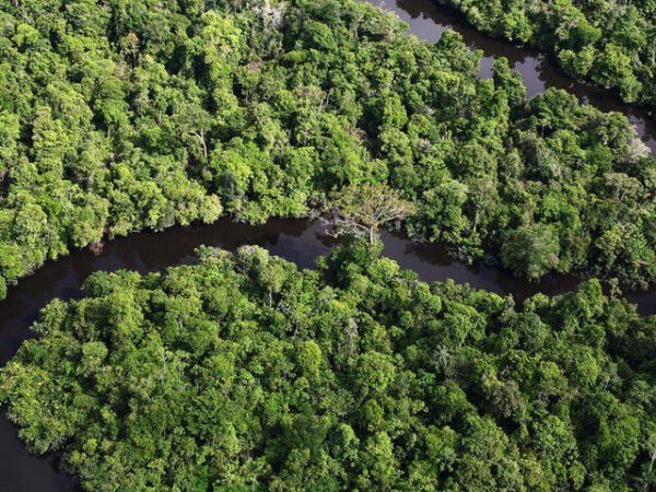 Amazon Rainforest Trip - Image 3