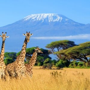 Kenya Safari & Wildlife Exploration