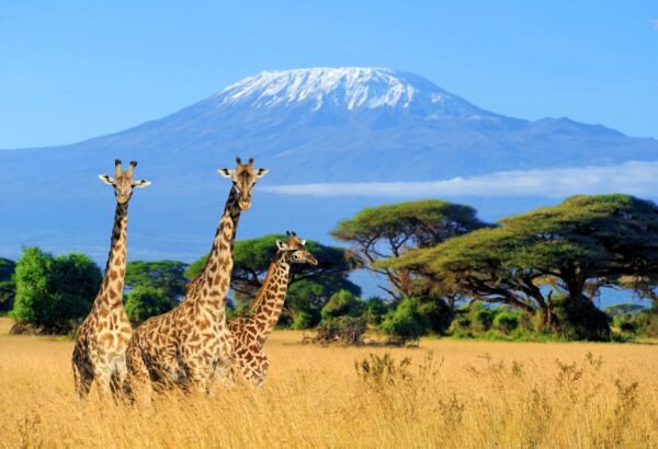 Kenya Safari & Wildlife Exploration